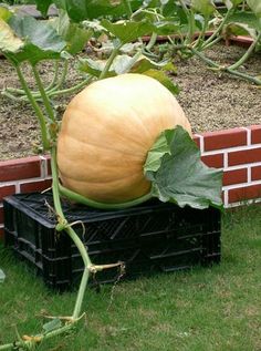 a large pumpkin sitting on top of a black crate in the grass next to a brick wall