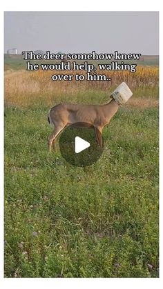 a deer with a bucket on it's head is in the middle of a field