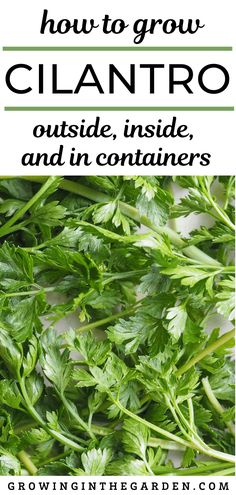 how to grow cilantro outside, inside and in containers