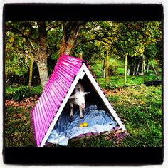 a goat is standing in the shade of a pink and white teepeed tent