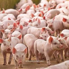 a large herd of pigs walking across a dirt field with trees in the background and one pig looking at the camera