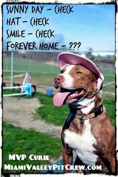 a brown and white dog wearing a pink hat with the words sunny day check on it