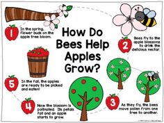 how do bees help apples grow? with pictures and instructions on the front page, including an apple tree