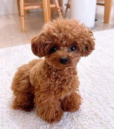 a small brown dog sitting on top of a white rug