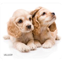 two puppies sitting next to each other on a white surface