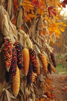 corn on the cob hanging from a tree with fall foliage in the back ground