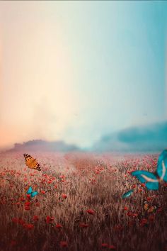 a field full of red flowers with two butterflies flying over the grass and one butterfly in the foreground