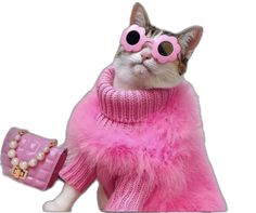 a cat wearing pink glasses and a sweater