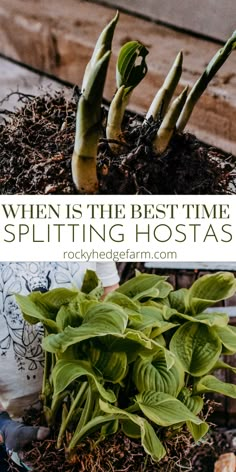 some plants that are growing out of the ground with text overlay saying when is the best time splitting hostas?