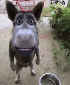 a horse is looking up at the camera with its mouth wide open and tongue out