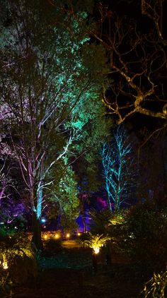 the trees are lit up with colorful lights