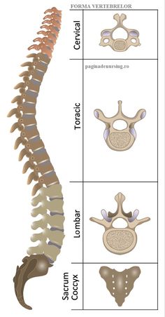 the diagram shows different types of bones and their attachments for each type of animal