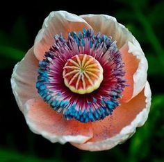 an orange and blue flower with green leaves in the background