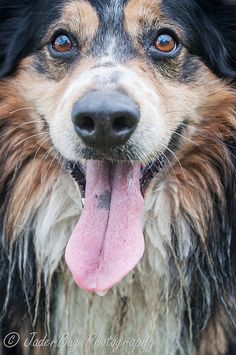 a close up of a dog with its tongue hanging out