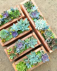 several wooden boxes filled with succulents on the ground