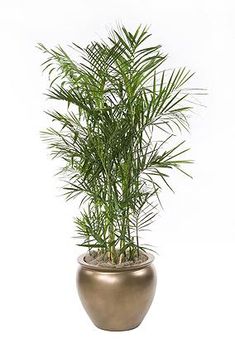 a potted plant is shown on a white background