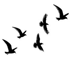 three birds flying in the air with one bird on its back and two are facing each other