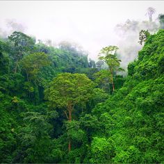 a lush green forest filled with lots of trees and mist rising from the top of it