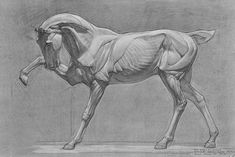 a drawing of a horse's muscles