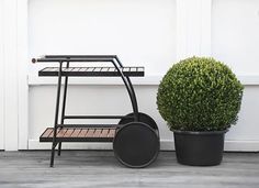 a potted plant sitting next to a small black cart with wheels on the ground