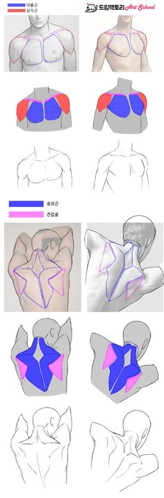 an image of how to draw the upper half of a man's chest with different angles