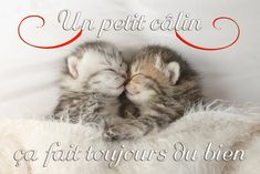 two kittens are cuddling together in a white blanket with the caption, unpetittain