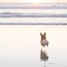 a dog jumping up into the air at the beach