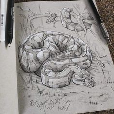 a pencil drawing of a snake on top of a piece of paper