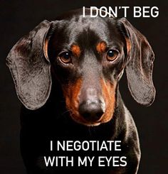 a black and brown dachshund with an i don't beg sign