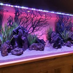 an aquarium filled with plants and rocks in front of a red light display at a restaurant