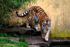 a tiger walking up some steps in front of a wall