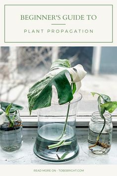 three glass vases with plants in them and the title, beginner's guide to plant propagation