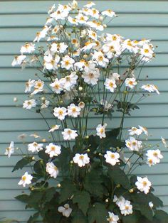 white and yellow flowers are in a pot on the side of a building with blue siding