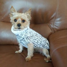 a small dog wearing a sweater sitting on a couch