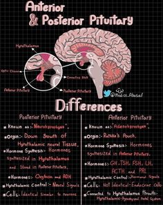 the anatomy of the brain and its functions