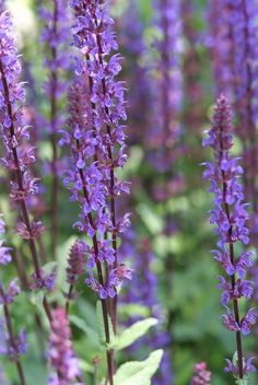 purple flowers are blooming in the garden