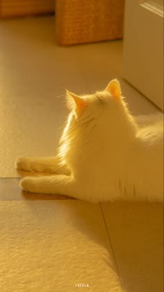 a white cat is laying on the floor