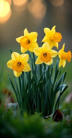 yellow daffodils are growing in the grass