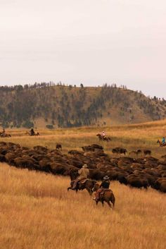 two men on horses herding cattle in a field