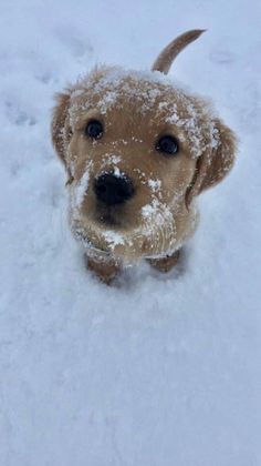 a small brown dog standing in the snow