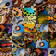 many different colored butterflies are shown in this photo collage with the same colors and patterns