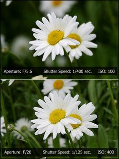 three different shots of white daisies with yellow centers in the center and on the bottom