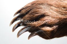 an animal's claws and claws are seen in this close up shot from below