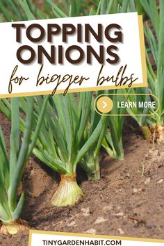 onions growing in the dirt with text overlaying topping onions for beginner bulbs