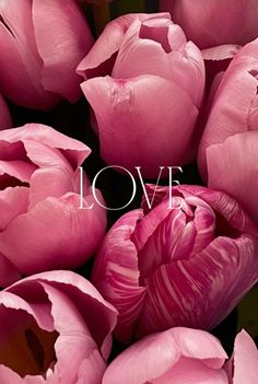 pink tulips with the word love written on them