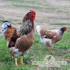 several chickens are walking around in the grass