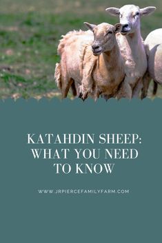 three sheep standing next to each other in a field with the caption, kabatdinn sheep what you need to know