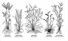 four different types of plants in black and white