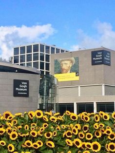 the sunflowers are blooming in front of the museum