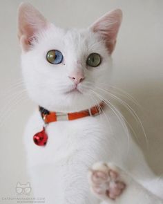 a white cat with blue eyes and a red collar is looking up at the camera